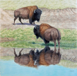 Buffalo Reflecting
